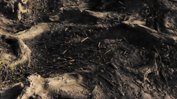 Blasted Lands Due to Forest Fires Background with Ash and Wood Residues alt