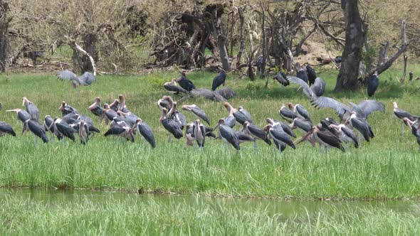Group Marabou storks around a lake alt