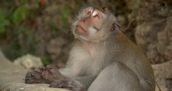 Monkey Sitting at Bali Indonesia alt
