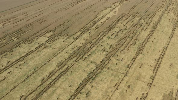 Ascending over the wheat crop after heavy rain with plants on the ground 4K drone footage