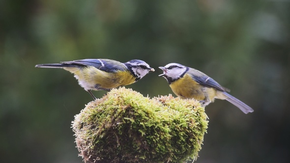 Bluetit bird feeding her baby alt