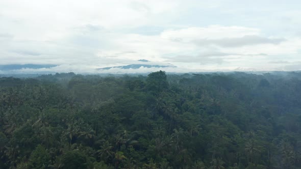 Aerial Dolly Reveal Shot of the Trees in a Large Tropical Rainforest in Bali with Tall Mountain alt