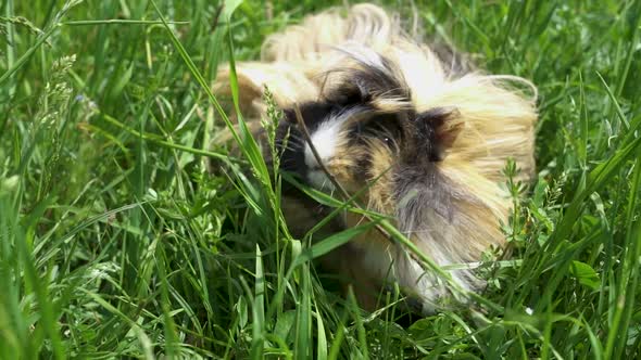 Guinea pig outside eating grass. Slow motion. Close up