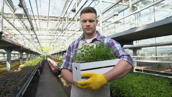 Young Farmer Holding Seedlings Box in Greenhouse, Startup Business Development