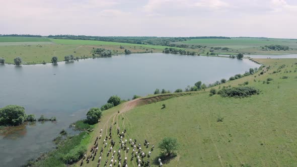 Shepherd leads herd of cows to watering place at lake, aerial drone view alt