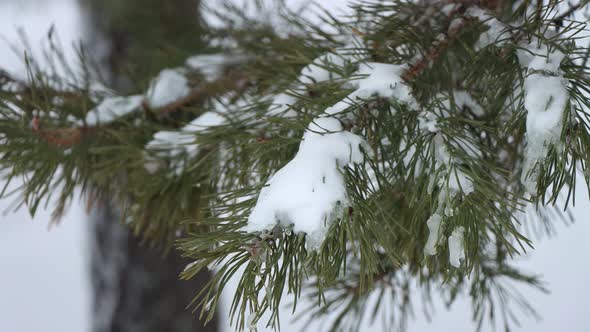 4 Coniferous Branch Under The Snow