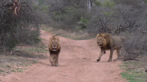 Two male lions walk on dirt road in African bushland, close view alt