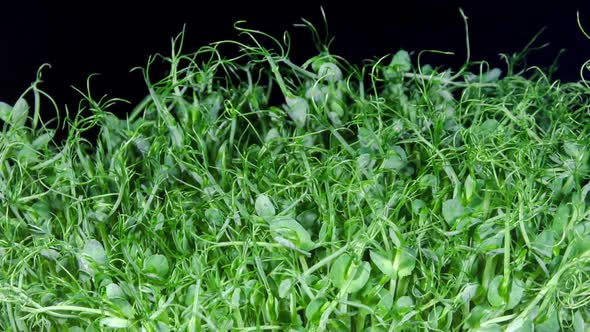 Green Pea Germination Moves In Time Lapse alt
