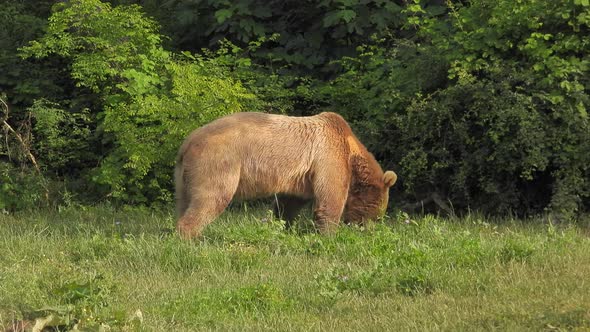 Real Wild Bear In Natural Habitat Among The Trees In The Forest alt