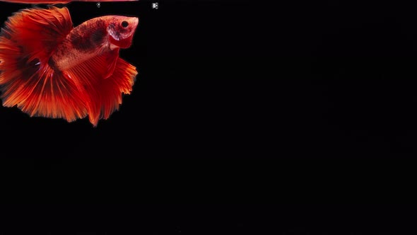 red color Siamese fighting fish alt