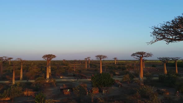 Avenue Of The Baobabs Morondava Madagascar 31 alt