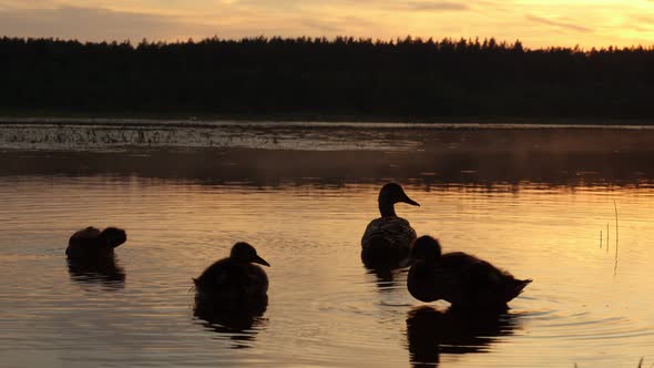 Family of wild ducks on the background of sunset sky