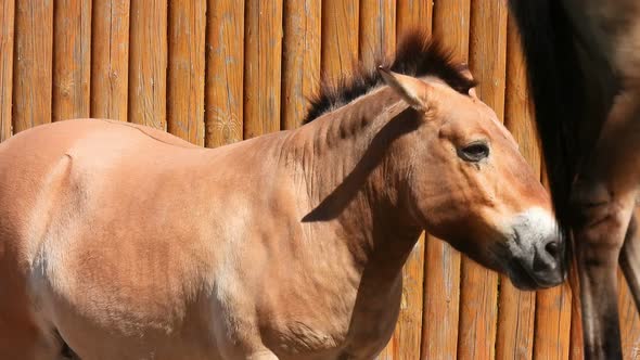 Przewalski's horses. Farm background. Livestock raising.