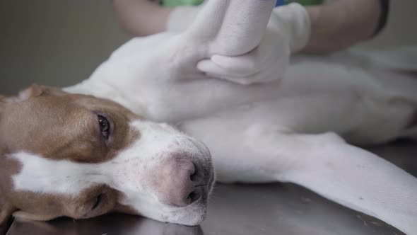 Beautiful English Pointer Dog Portrait in Veterinary Clinic Lie Down on the Back. Veterinarian Woman alt