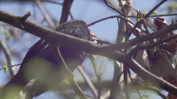 Slow motion close low shot of a young Blackbird, sitting on a branch which ising in the wind. It see alt