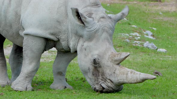 Close up of White Rhinoceros or Square-Lipped Rhinoceros grazing in Nature,4K alt