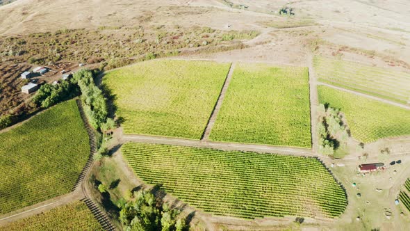 Beautiful Drone Shot of Big Vineyard in Warm Sun Light alt