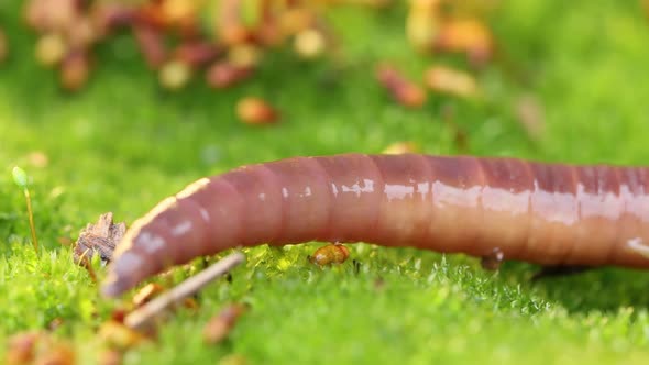 An Earthworm is a Terrestrial Invertebrate That Belongs to the Class Clitellata Order Oligochaeta alt