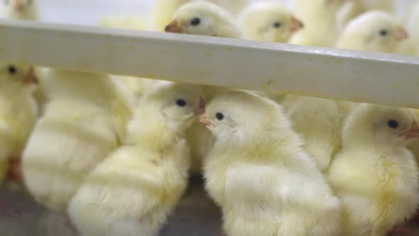Close-up of small chickens with their beaks cut off. Group of yellow Chicks alt