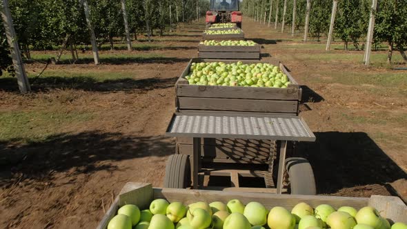 Tractor Carries Trailers with Boxes of Green Apple Harvest