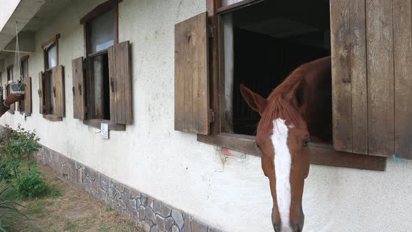Many Horses with Dark Manes Stick Their Heads Out of Windows and Stand in Stalls in Stable alt