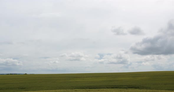 Agriculture View Of Green Wheat Field And Fast Clouds. Timelapse