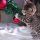 Little curious striped kitten broke and dropped the Christmas tree - VideoHive Item for Sale