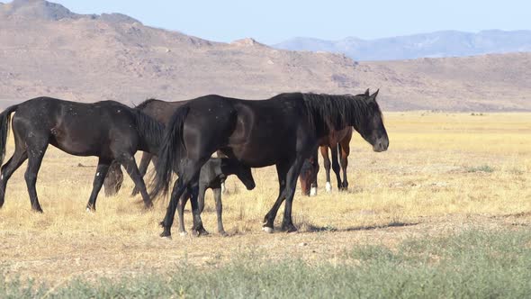 Small wild horse herd in the desert with battle wounds and bites alt