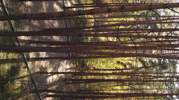 Vertical Video Aerial View of Trees in the Forest on an Autumn Day in Ukraine Slow Motion alt