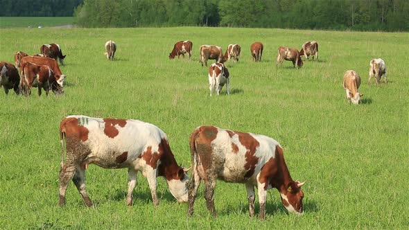 A Herd of Dairy Cows Grazing on a Green Meadow in Summer alt