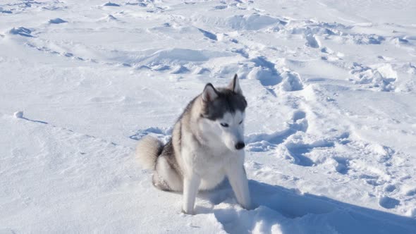 Siberian Husky dog with raised ears sits in the snow.