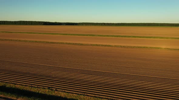 Flying Over a Yellow Field