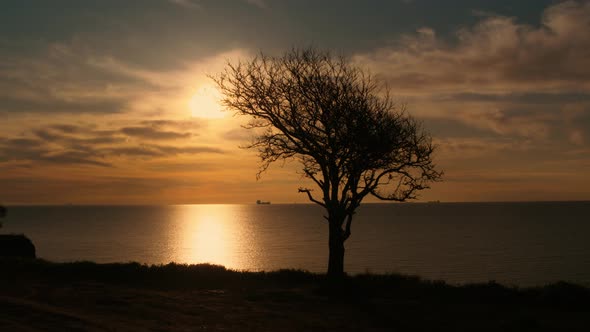Silhouette Tree Growing at Sea Coastline at Orange Sunrise Morning Sky Cloud alt