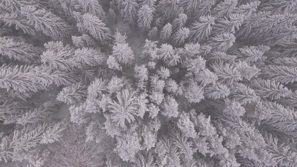 Snowy Wood in the Mountain