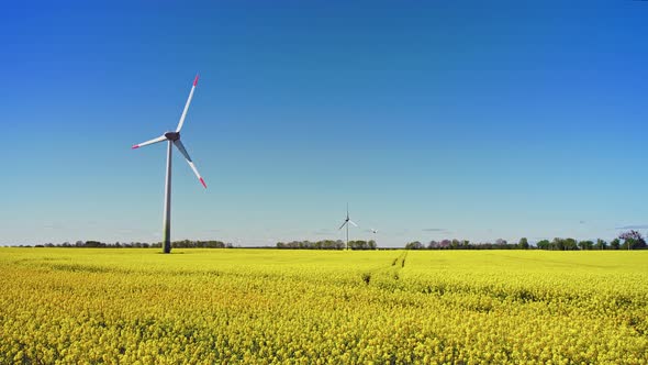 Wind turbines in rapeseed field