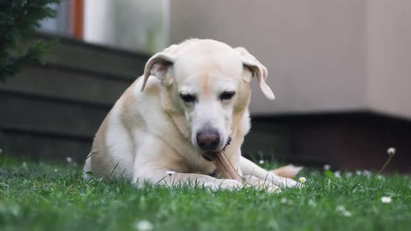 Dog chewing bone on back yard