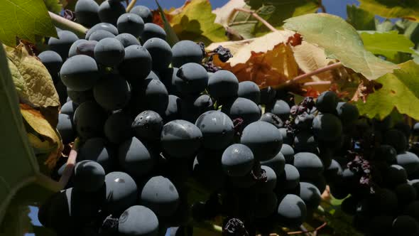 Vines of Vitis vinifera fruit  close-up 4K 2160p 30fps UltraHD footage - Common grape cluster in vin