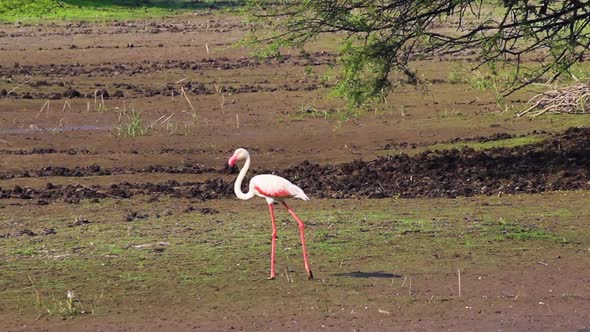 Beautiful long lagged Lesser Flamingo near a lake shore looking for some food alt