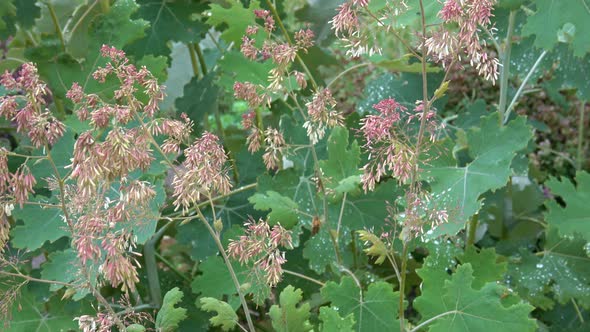 Flowerbuds Macleaya cordata in summer, an ornamental and medicinal garden plant.