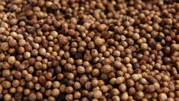 Dried Coriander Seeds 