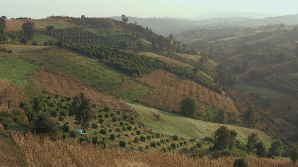 Aerial view of orchard garden, mountain landscape, agriculture Mexico