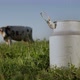 Green Pasture Where Cows Graze in the Foreground is a Container for Milk - VideoHive Item for Sale