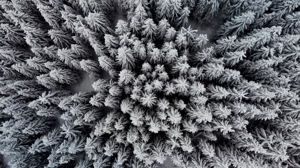 Top View Aerial Perspective of Winter Snow Covered Forest 