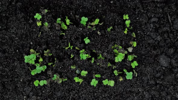 Top View of Microgreens Arugula Sprouts Growing Close Up Macro Timelapse