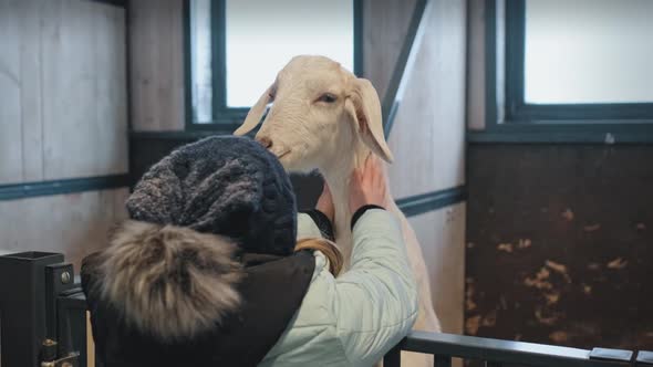 A Small Child Communicates with a White Goat and Gently Strokes It on the White Coat