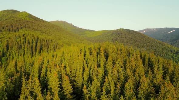 Aerial View Flight The Mountains are Covered with Green Christmas Trees in the Early Morning of alt