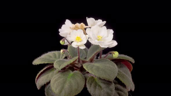 Time Lapse of Growing and Opening White Saintpaulia African Violet