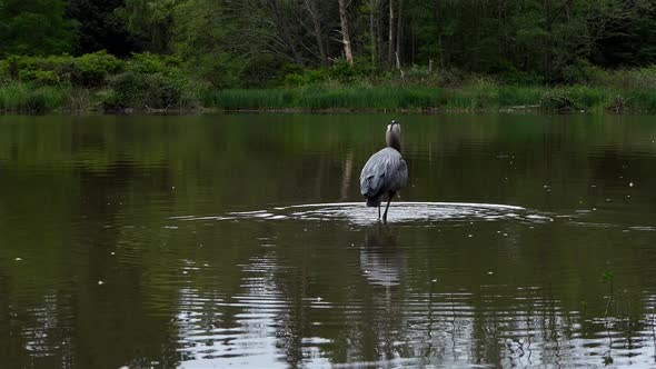 Heron Hunting On Forest Lake