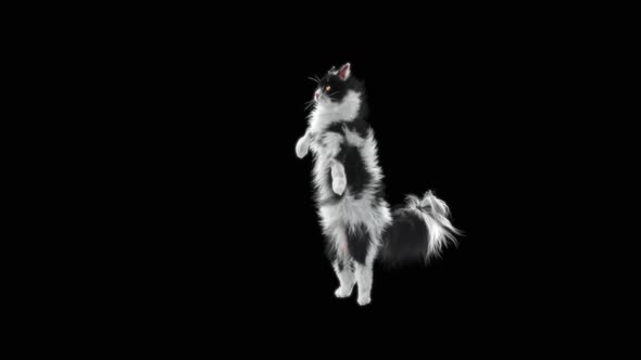 Cat Dancing HD alt