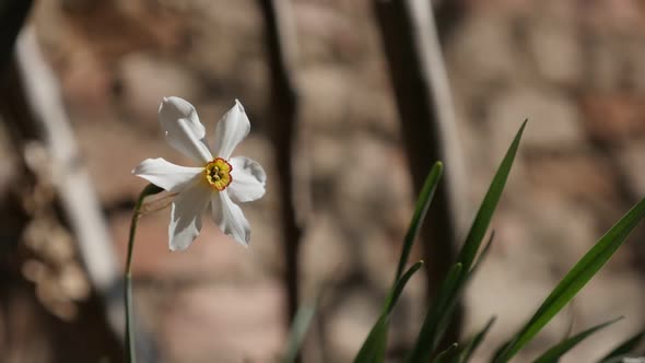 Slow motion early spring daffodil plant  against brick wall shallow DOF 1920X1080 HD footage -  Narc alt